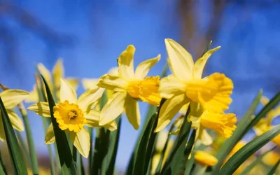 Annual Spring Clean Up Week