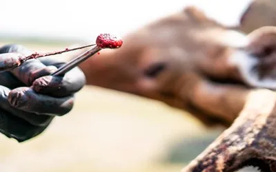 CWD Training for Hunters