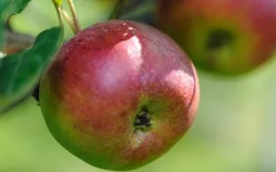 Ed Young Orchard Trek