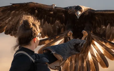 Featherside Chat with Dr. Lauren McGough
