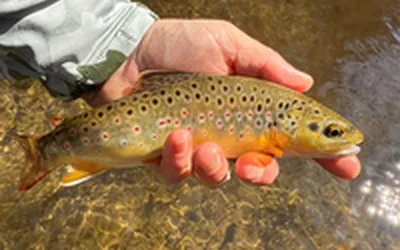 Fly Fishing Outing with SWMTU - Coldwater River