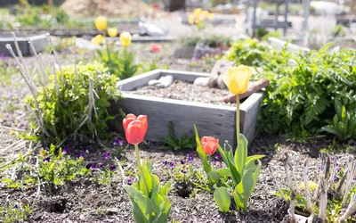Mad Dog Community Garden Opening