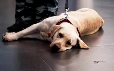 Paws with a Purpose open house and fundraiser
