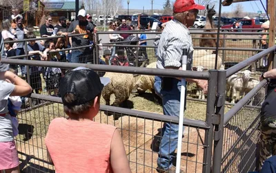 Sheep Shearing Day