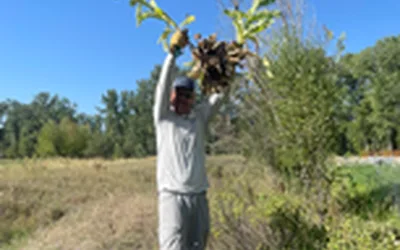 Weeding at Lee Metcalf National Wildlife Refuge