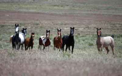 Wyoming Wild Horse Adoption Event