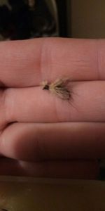 SEDGE OREILLE DE CHEVREUIL BRUN/CRÈME H10 SEDGE OREILLE DE CHEVREUIL BRUN/CRÈME H10