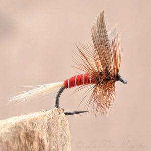 LA ROUGE (RED SPINNER)