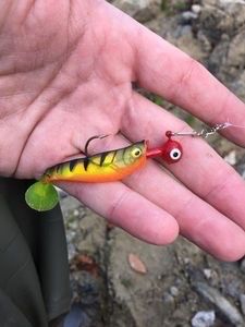 PULSE SHAD PERCHE