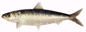 SARDINE