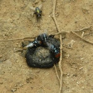 MOUCHE NOIRE DE LA TRUFFE