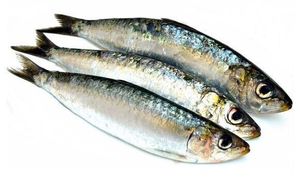 SARDINE