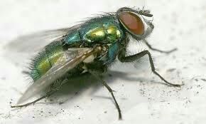 MOUCHE NATURELLE