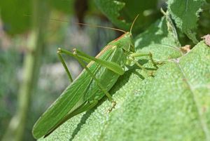 SAUTERELLE VERTE