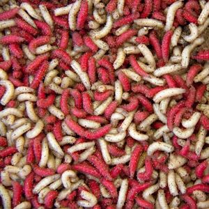 MAGGOTS MAGGOTS
