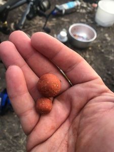 STE'S KRILL STE'S KRILL