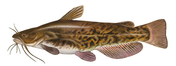 Brown Bullhead