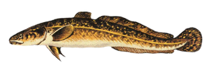 Last Burbot caught
