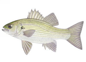 Best gear to fish Australian Bass