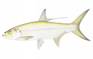 Oxeye Tarpon