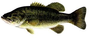 Largemouth Bass
