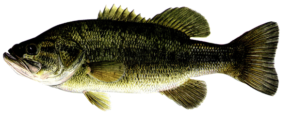 Largemouth Bass