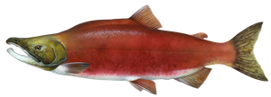 Species Card of Kokanee