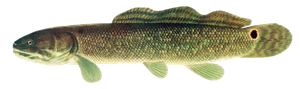 Bowfin