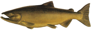 Best gear to fish Chinook Salmon