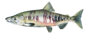 Last Chum Salmon caught