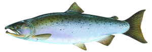 Last Coho Salmon caught