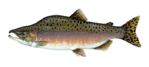 Last Pink Salmon caught