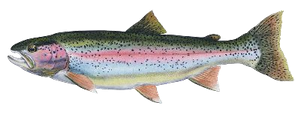 Last Cutthroat Trout caught