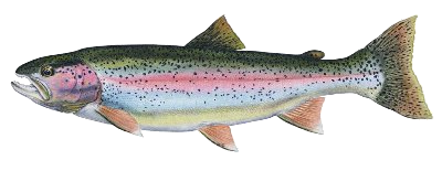 Cutthroat Trout