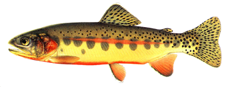 Golden Trout