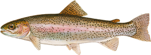 Rainbow Trout