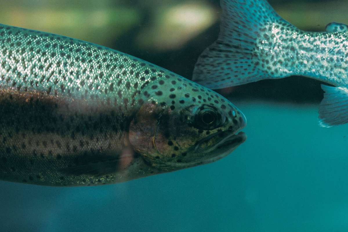 Last Rainbow Trout caught
