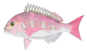 Species Card of Madai