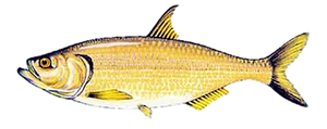 Last Amazon Pellona caught