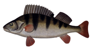 European Perch