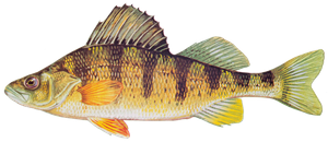 Last Yellow Perch caught