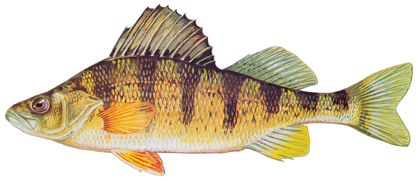 Yellow Perch