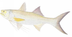 Species Card of King Threadfin