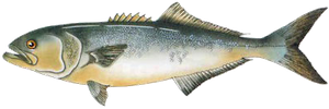 Bluefish