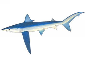 Last Blue Shark caught