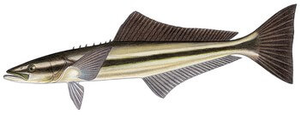 Species Card of Cobia