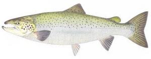 Last Atlantic Salmon caught