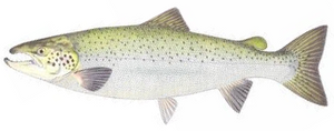 Atlantic Salmon