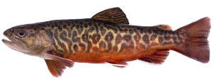 Species Card of Tiger Trout