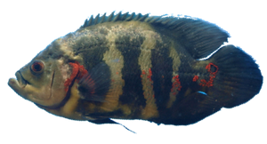 Species Card of Oscar